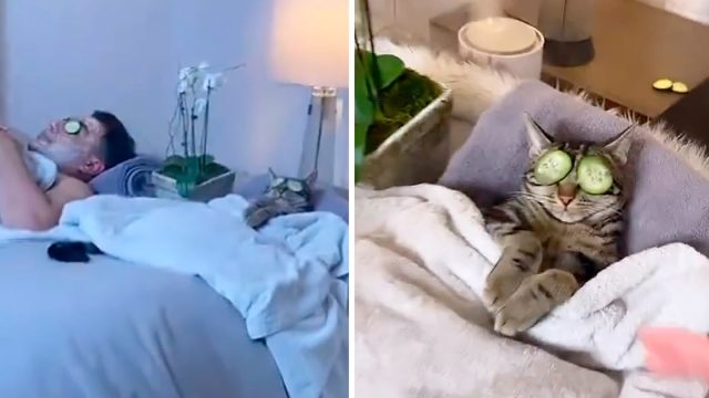 Gato y su papá disfrutan de un día de spa