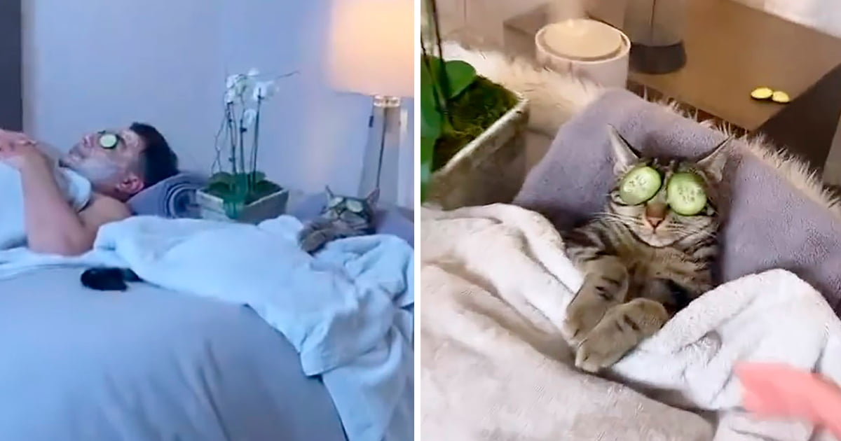 Gato y su papá disfrutan de un día de spa