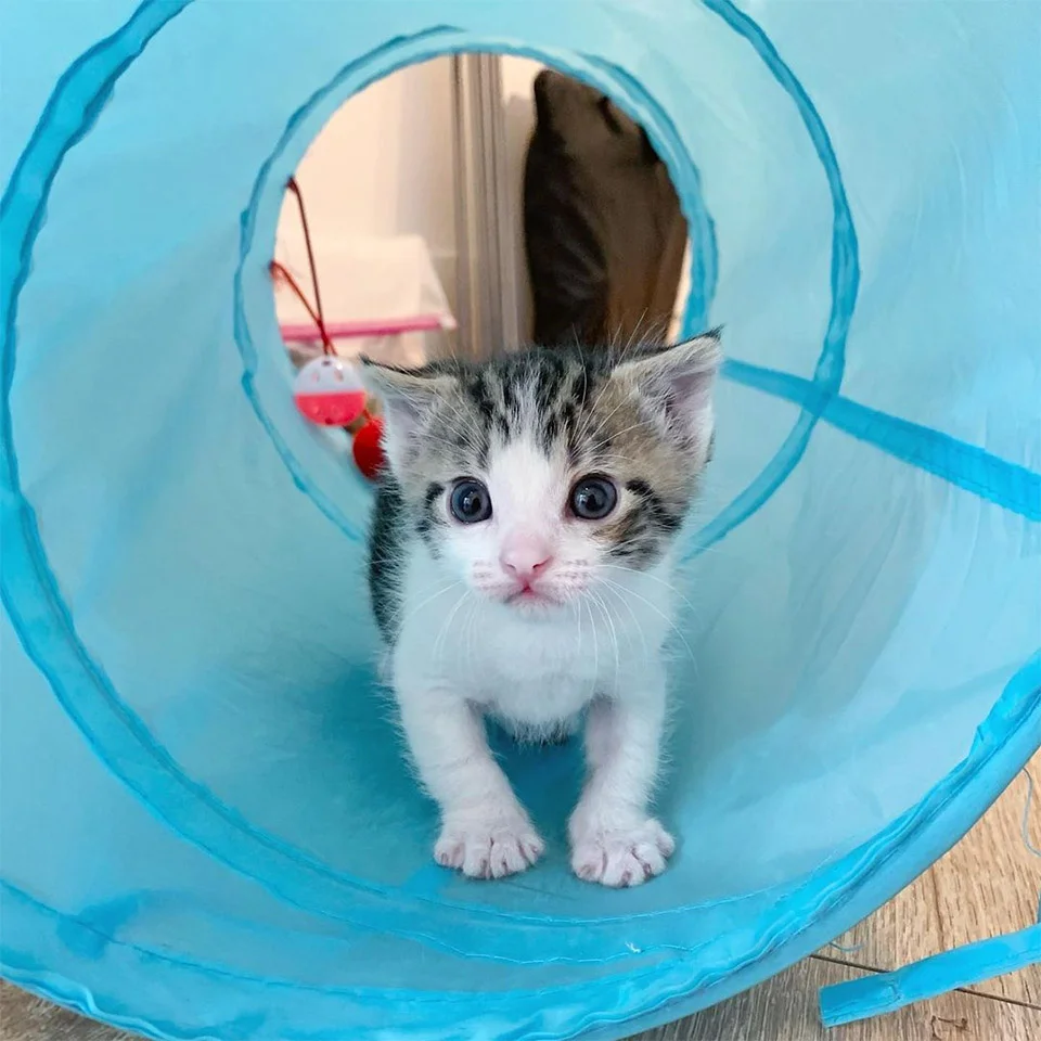 Gatito recién nacido es rescatado del frío justo a tiempo y no deja de ronronear 11 Gran Toby
