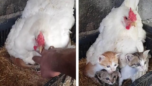 Hombre encuentra su pollo cuidando a tres gatitos huérfanos y lo capta en video