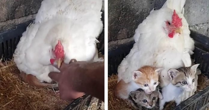 Hombre encuentra su pollo cuidando a tres gatitos huérfanos y lo capta en video