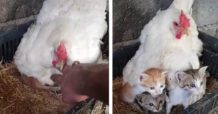 Hombre encuentra su gallina cuidando a tres gatitos huérfanos y lo capta en video