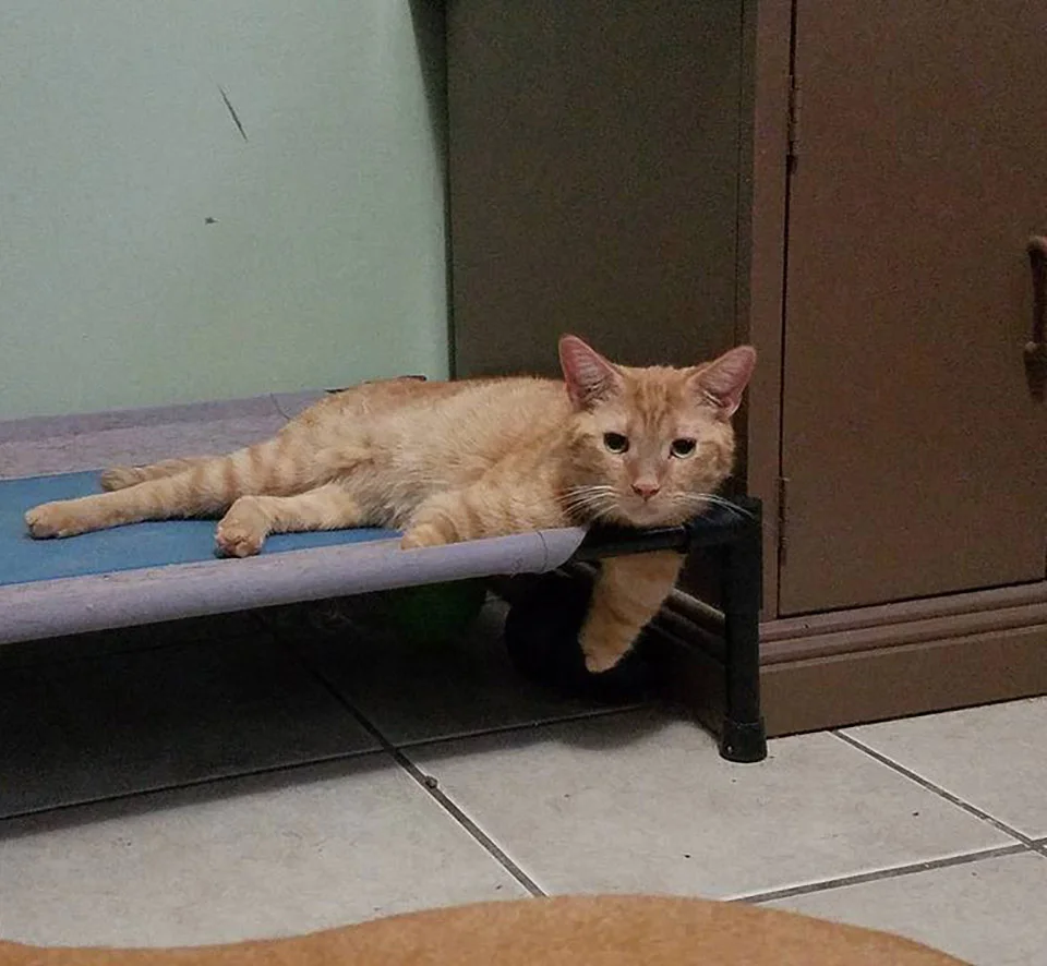 Gato que nació con 2 patas demuestra que no necesita de 4 patas para ser feliz 2 Joey descansando