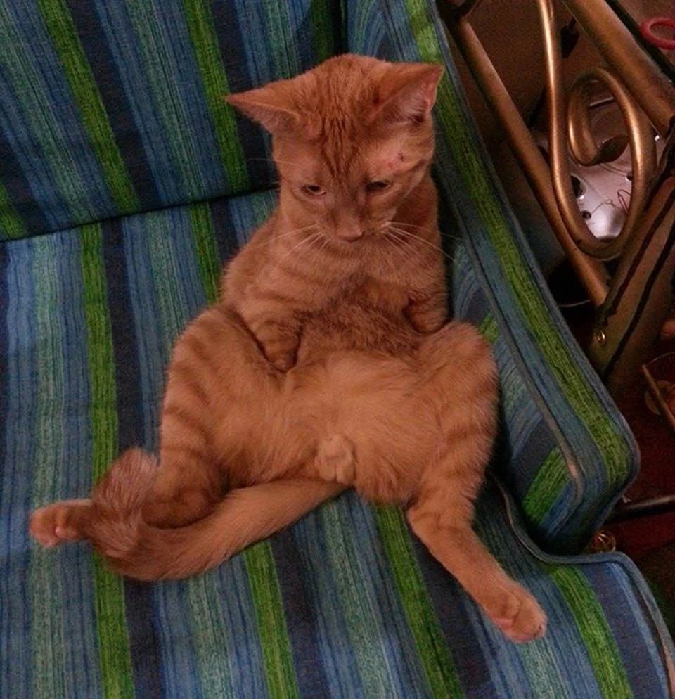 Gato que nació con 2 patas demuestra que no necesita de 4 patas para ser feliz 4 Joey en silla