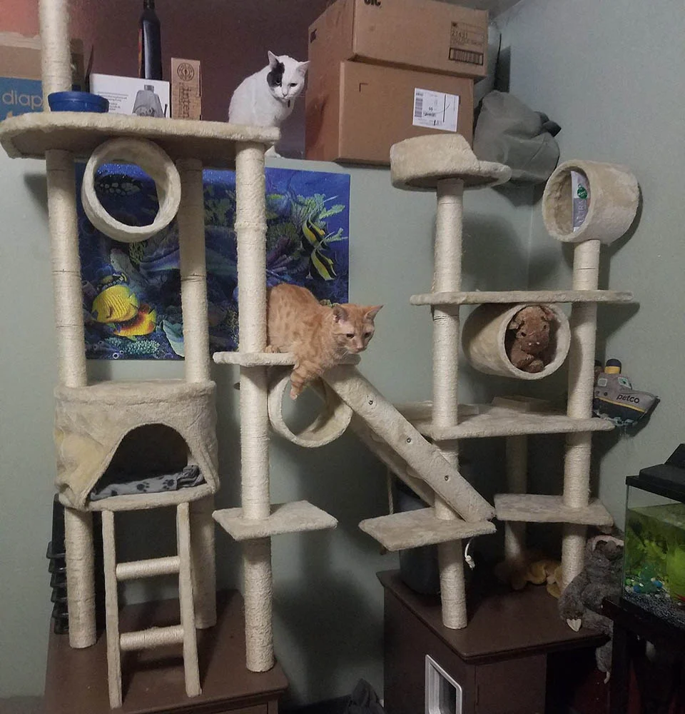 Gato que nació con 2 patas demuestra que no necesita de 4 patas para ser feliz 8 Joey escalando
