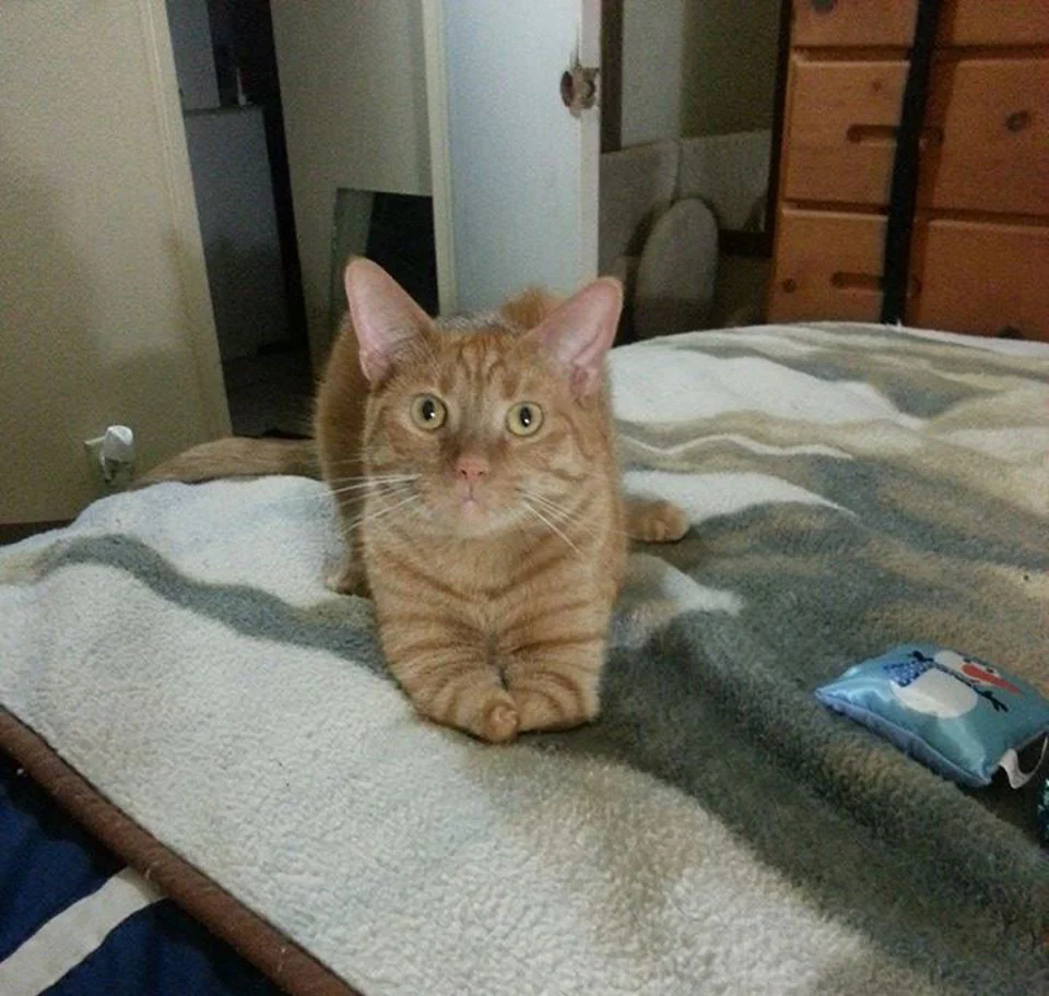 Gato que nació con 2 patas demuestra que no necesita de 4 patas para ser feliz 11 Joey trepando cama