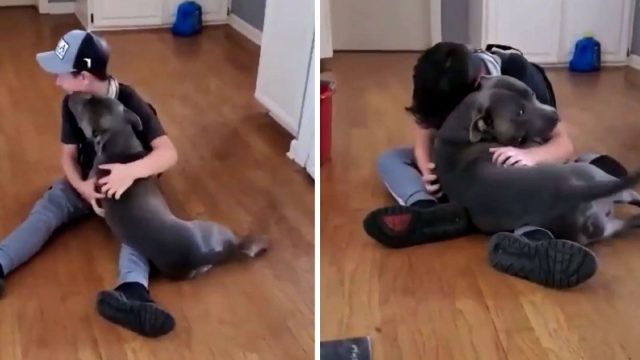 Niño rompe en llanto cuando vuelve a ver a su perro perdido hace mucho tiempo