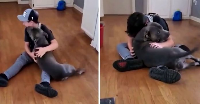 Niño rompe en llanto cuando vuelve a ver a su perro perdido hace mucho tiempo