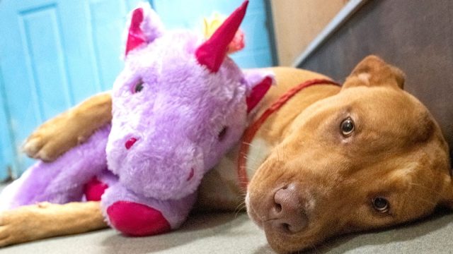 Perro callejero intentó robar unicornio de peluche