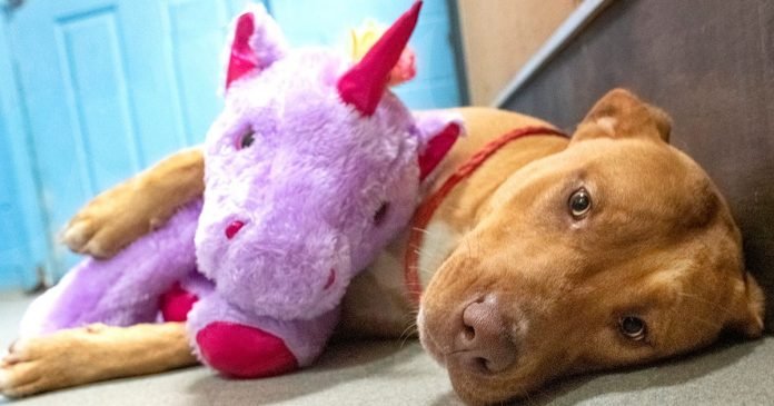Perro callejero intentó robar unicornio de peluche