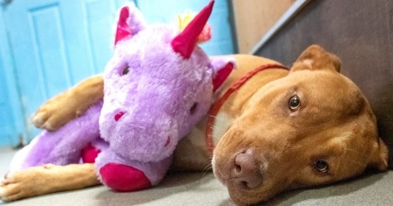 Perro callejero intentó robar unicornio de peluche