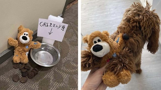 Perro sale de su apartamento para descubrir que tiene un admirador secreto