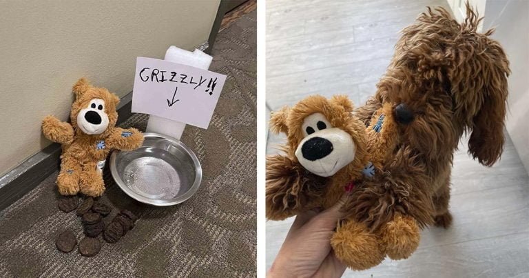 Perro sale de su apartamento para descubrir que tiene un admirador secreto