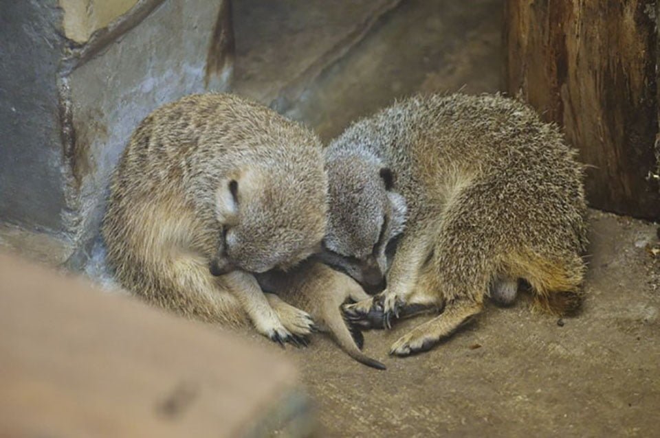 Suricatos toman siesta