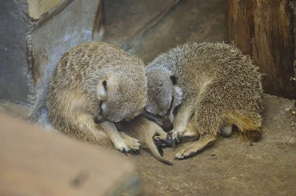 Fotógrafo captura a un suricato bebé tímido y a su familia en estas hermosas fotografías 6 Suricatos toman siesta