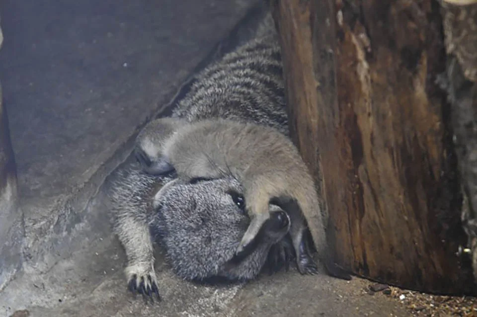 Fotógrafo captura a un suricato bebé tímido y a su familia en estas hermosas fotografías 7 Suricatos jugando