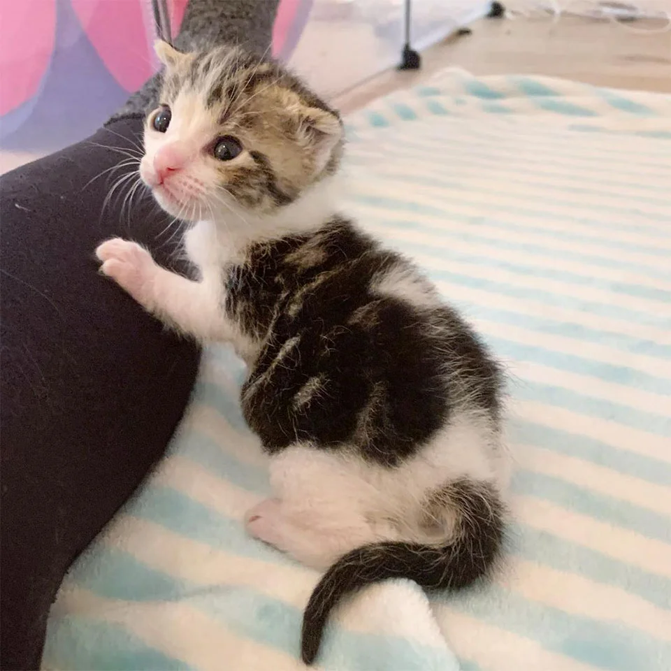 Gatito recién nacido es rescatado del frío justo a tiempo y no deja de ronronear 10 Toby pidiendo caricias