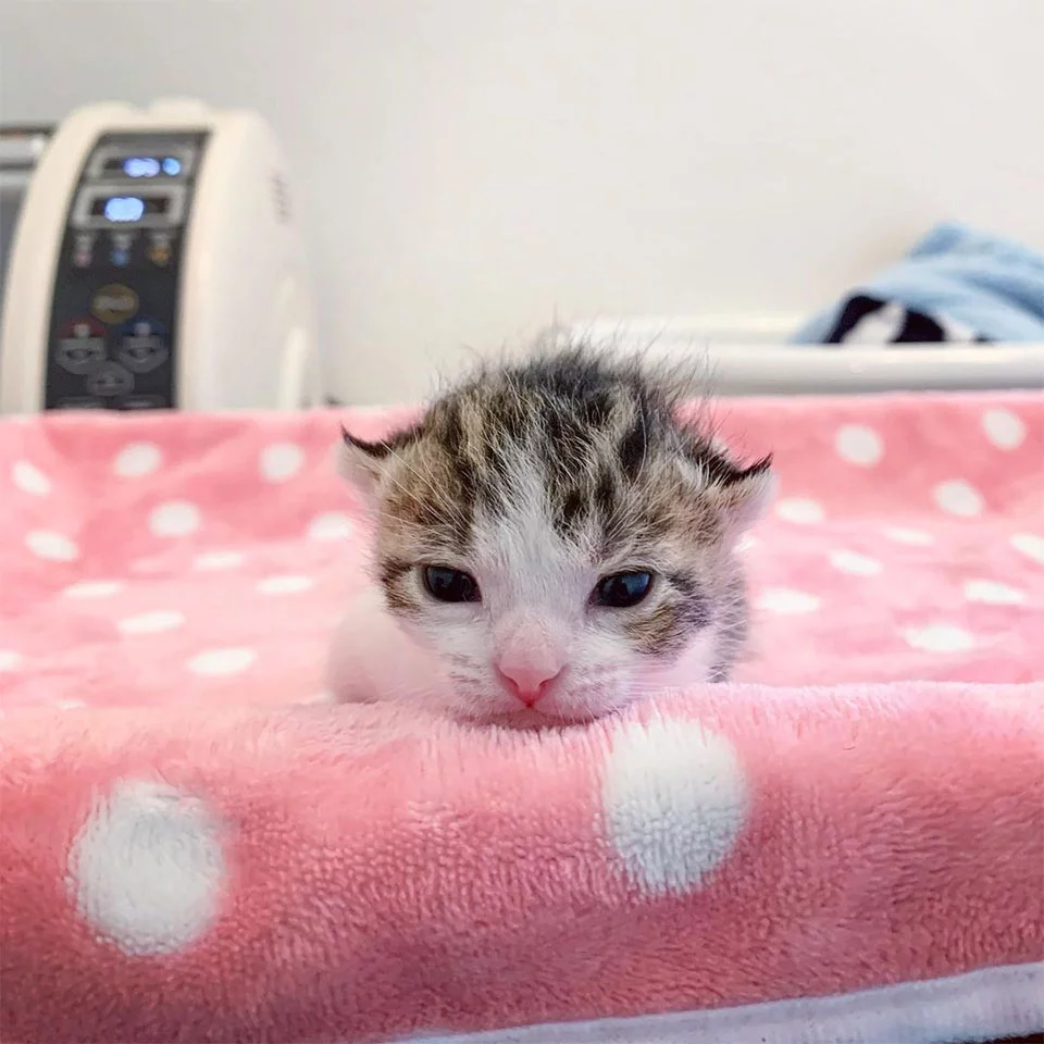 Gatito recién nacido es rescatado del frío justo a tiempo y no deja de ronronear 5 Toby abrió ojos