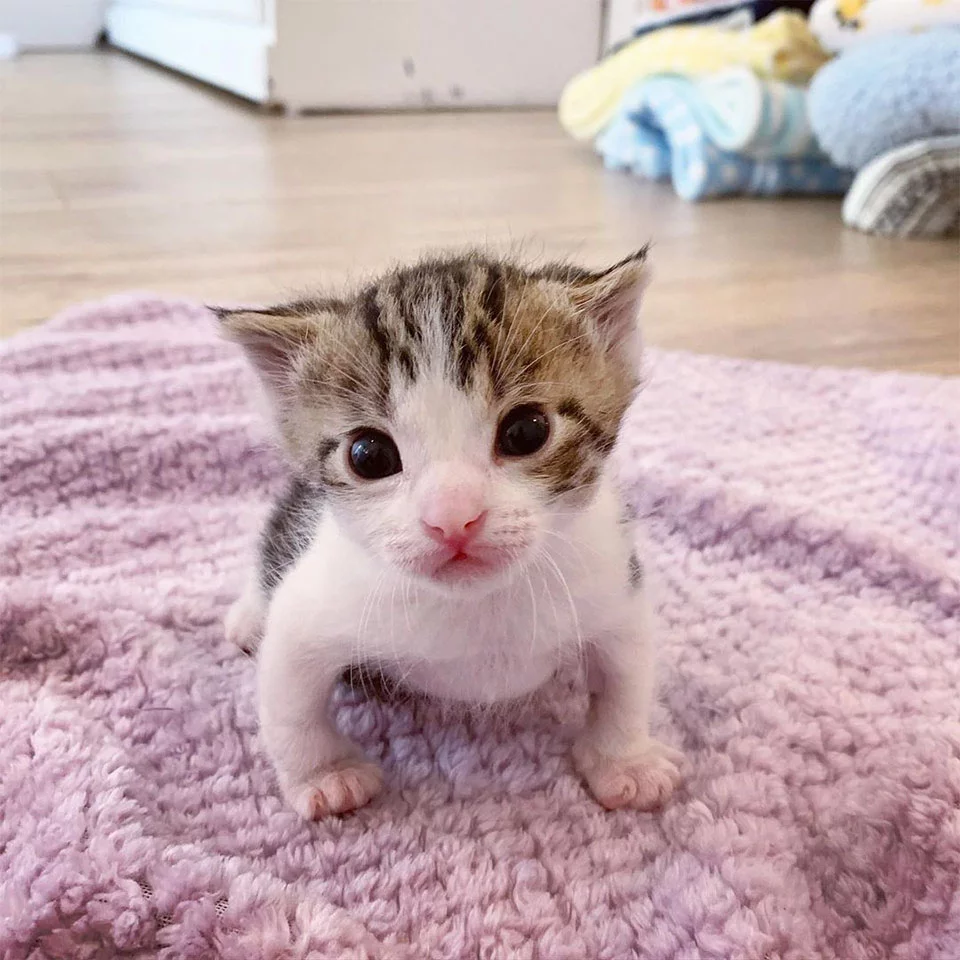 Gatito recién nacido es rescatado del frío justo a tiempo y no deja de ronronear 6 Toby fuerte