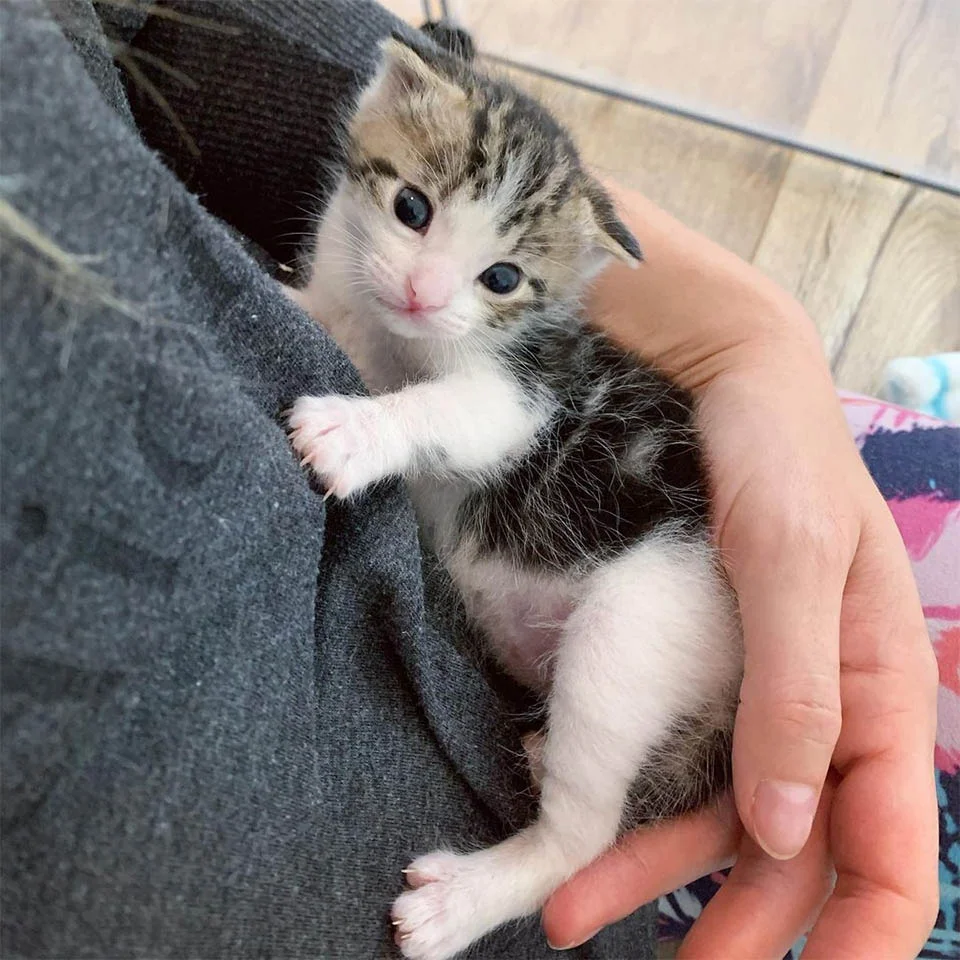 Gatito recién nacido es rescatado del frío justo a tiempo y no deja de ronronear 7 Toby madre adoptiva