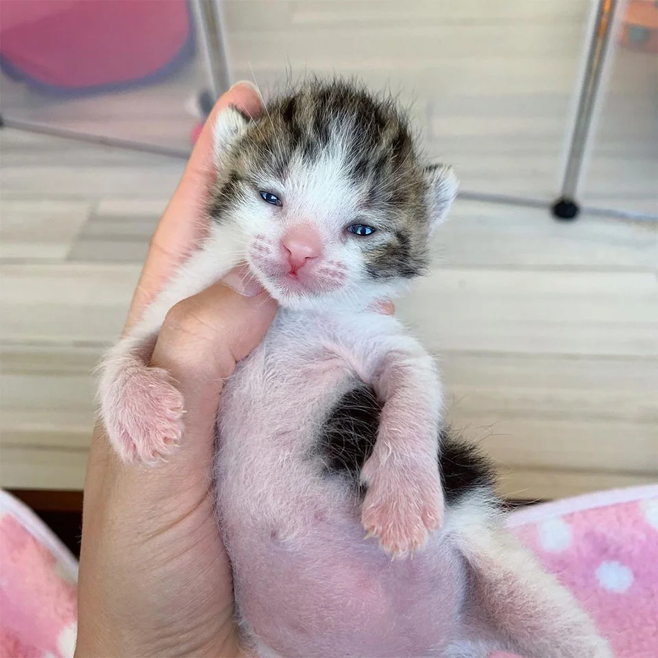 Gatito recién nacido es rescatado del frío justo a tiempo y no deja de ronronear 3 Toby mejorando