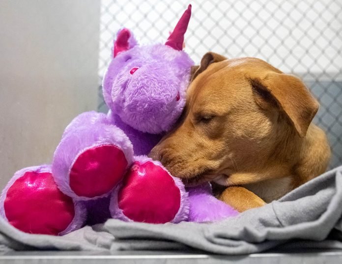 Perro callejero intentó robar 5 veces este unicornio de una tienda