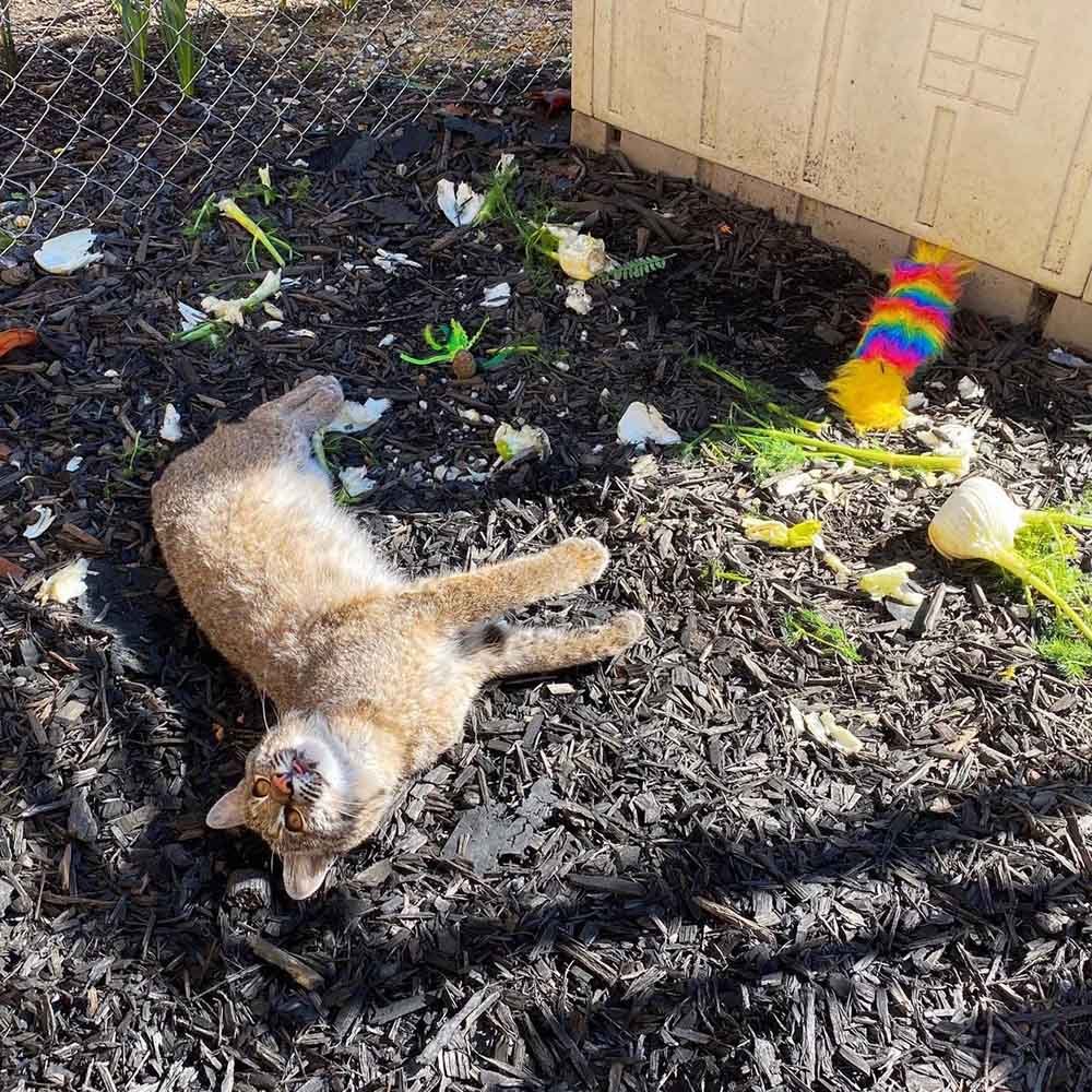 Lince rojo rescatado realmente ama acurrucarse con las verduras 7 Adorable gato montes