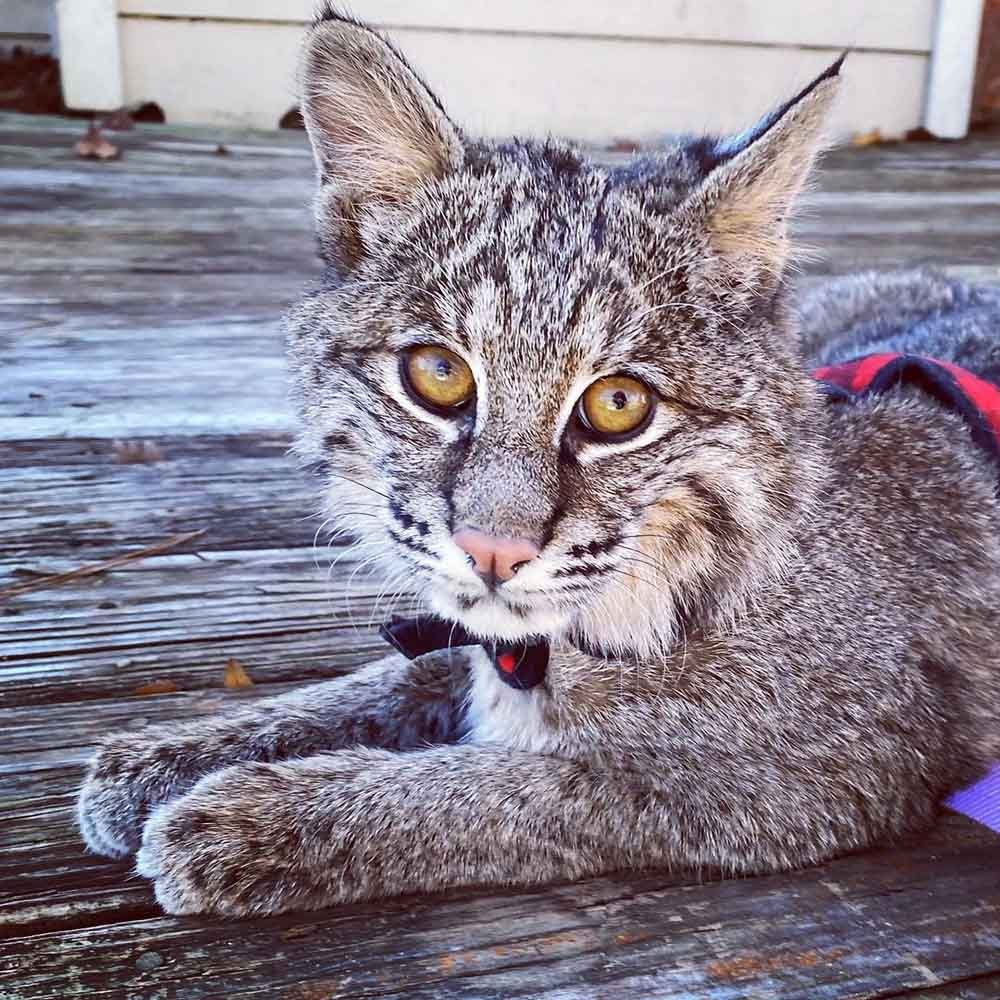 Lince rojo rescatado realmente ama acurrucarse con las verduras 3 Adorable lince