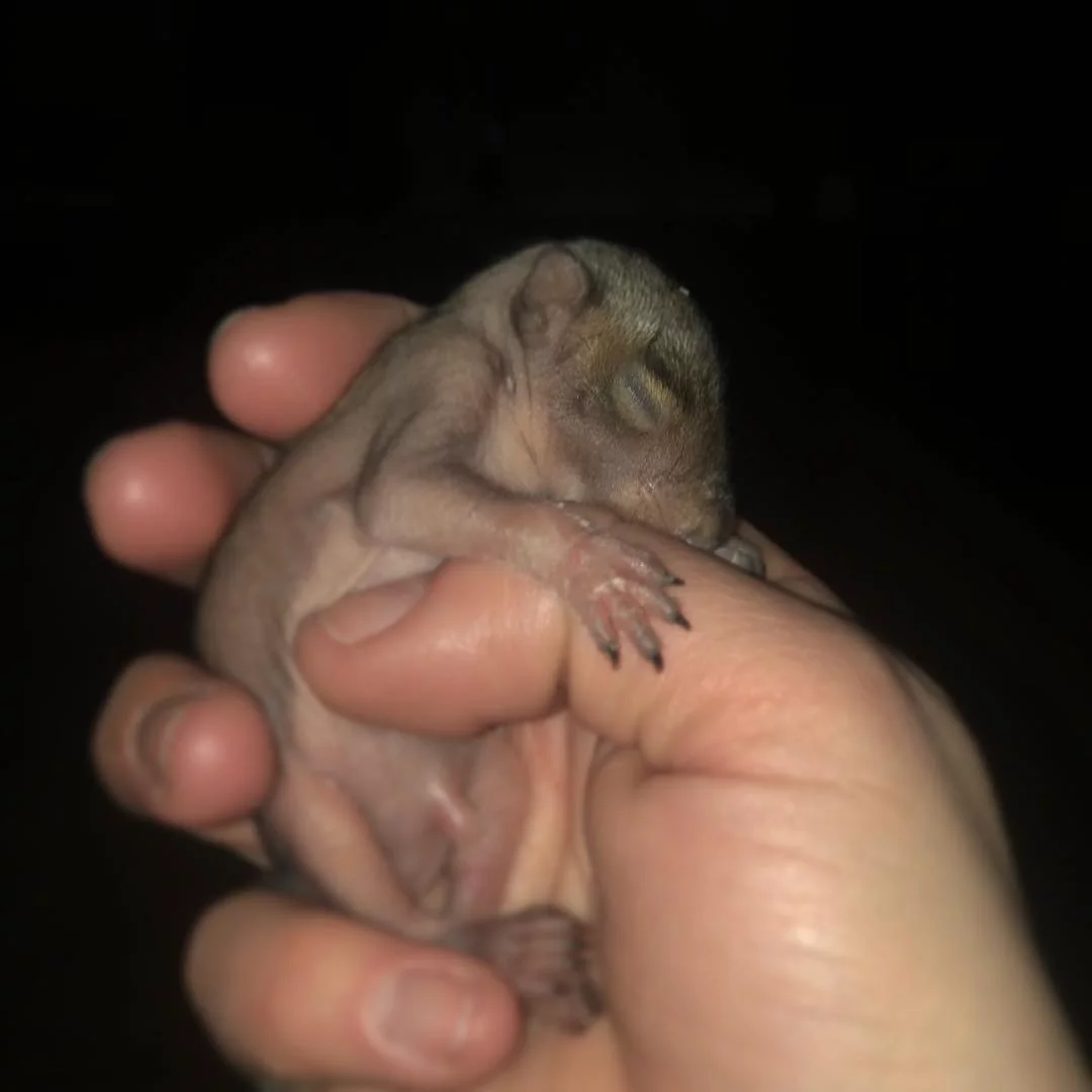Mujer ayuda a una ardilla bebé abandonada en la acera y años después todavía la visita 2 Ardilla bebé abandonada