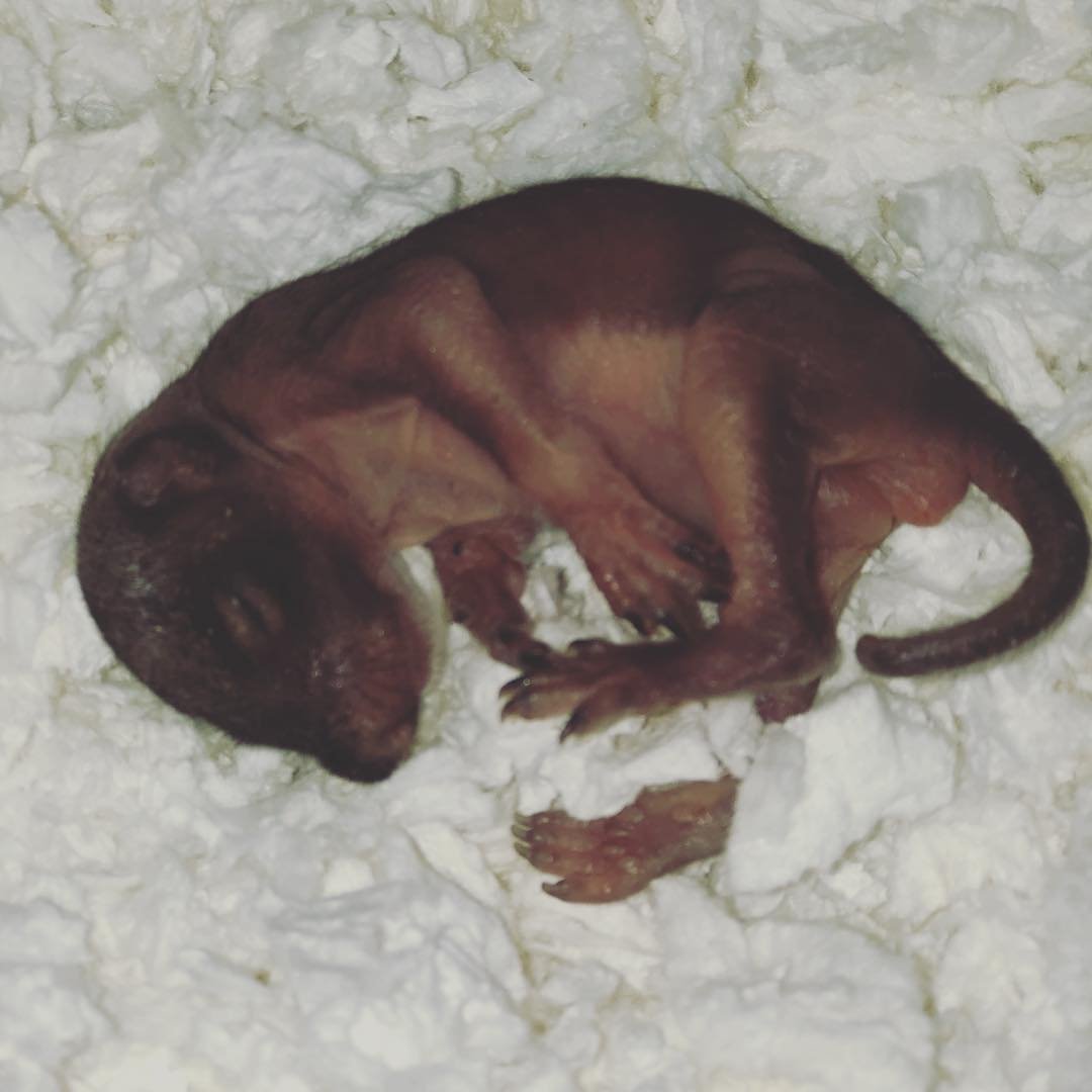 Mujer ayuda a una ardilla bebé abandonada en la acera y años después todavía la visita 3 Ardilla toma un siesta