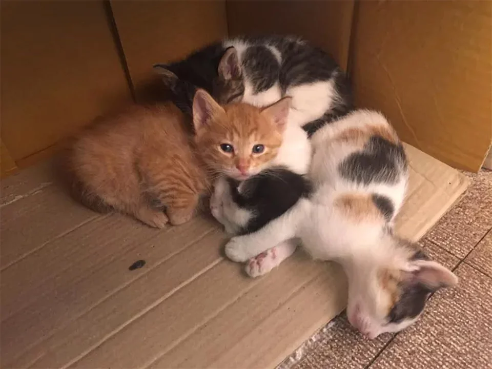 Bebés gata embarazada