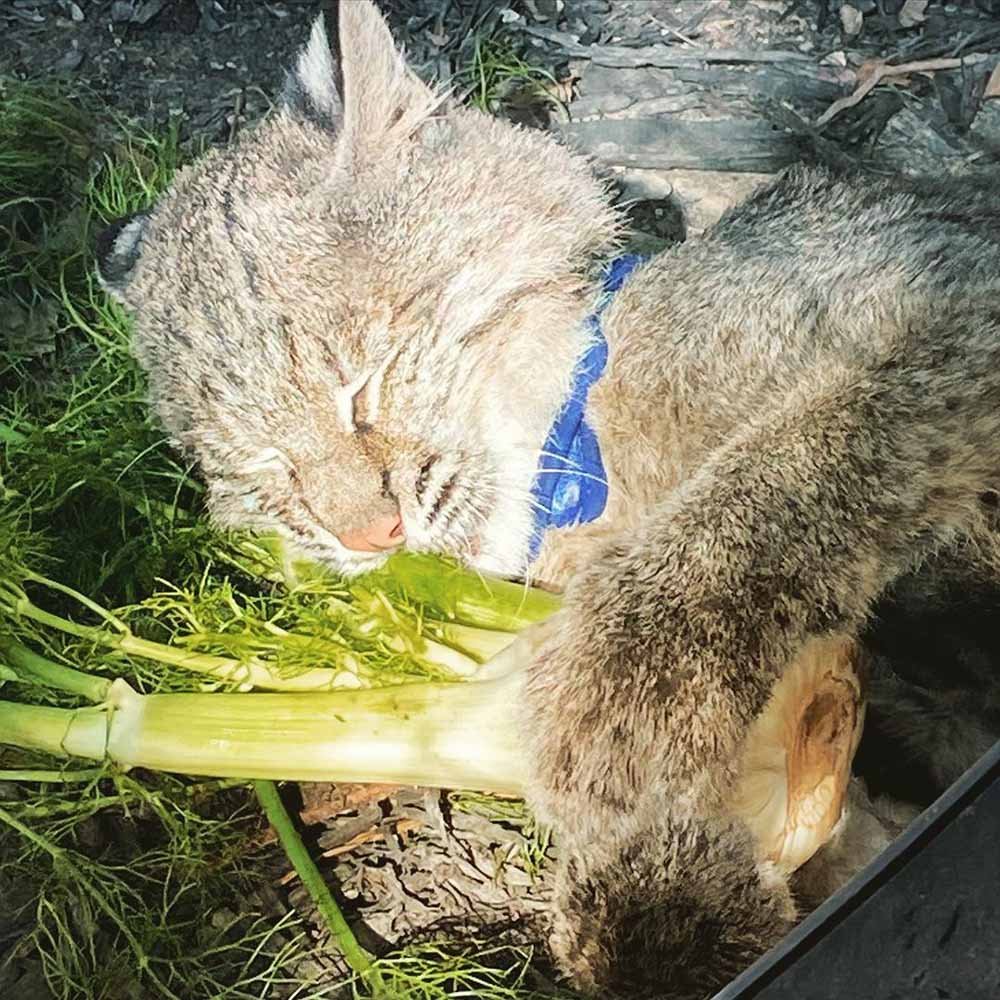 Dulce gato montes ama las verduras