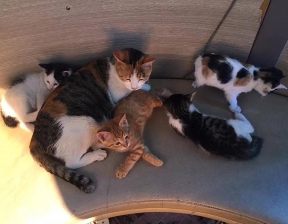 Familia felina policía