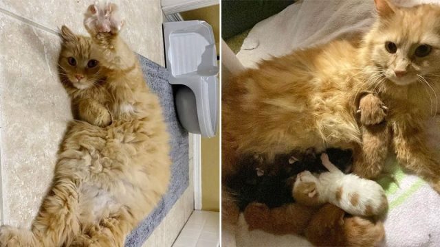 Gata aparece fuera de la casa