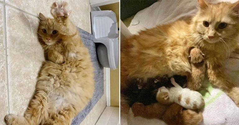 Gata aparece fuera de la casa