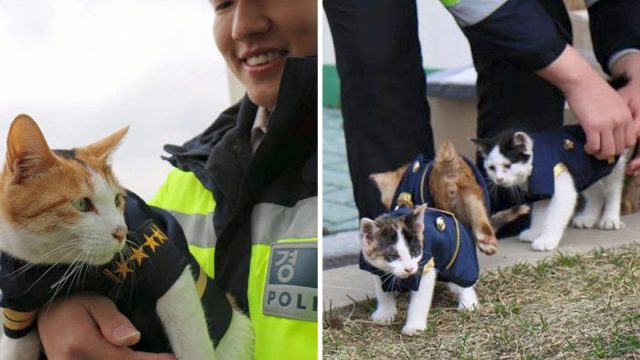 Gata embarazada entra comisaria parte fuerza