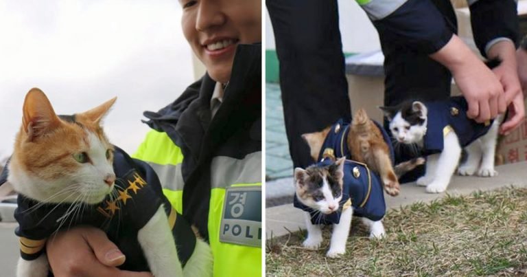 Gata embarazada entra comisaria parte fuerza