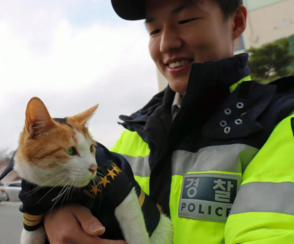 Gata embarazada policía