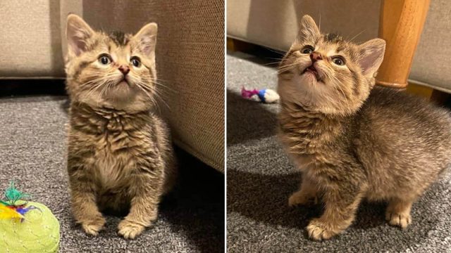 Gatita con patas dobladas se transforma