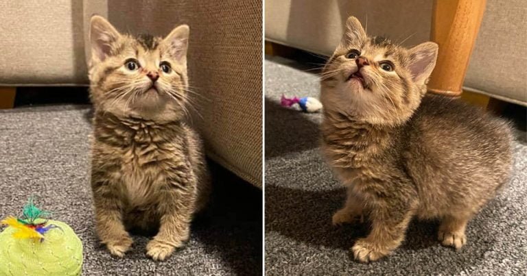 Gatita con patas dobladas se transforma