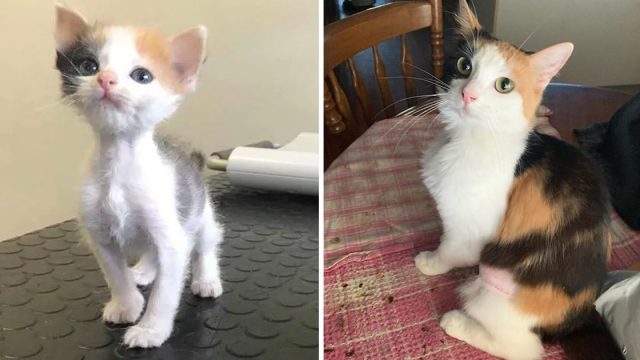Gatita diminuta gran voluntad vivir transforma hermosa gata