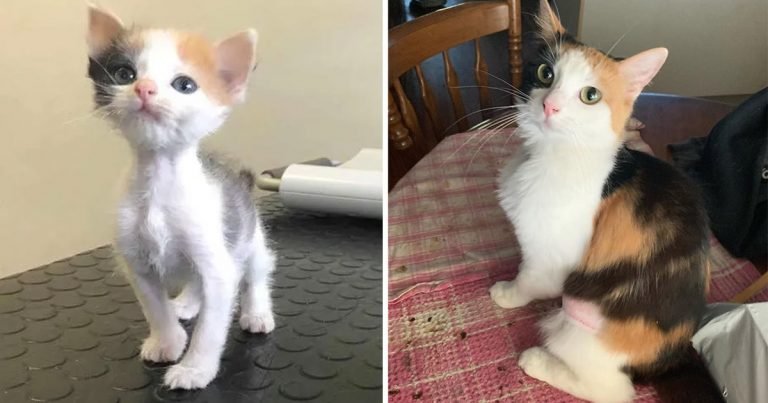 Gatita diminuta gran voluntad vivir transforma hermosa gata