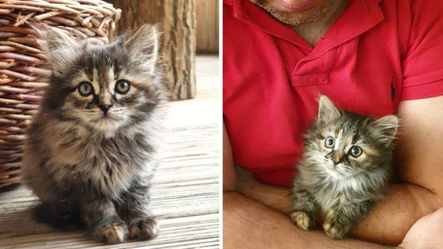 Gatita encontrada huerfana tiene familia