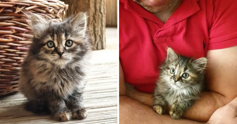 Gatita encontrada como huérfana, recibe la visita de una familia amable y su vida cambió