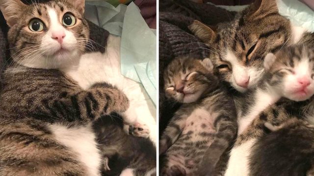 Gatita entra vida mujer necesitaba ayuda