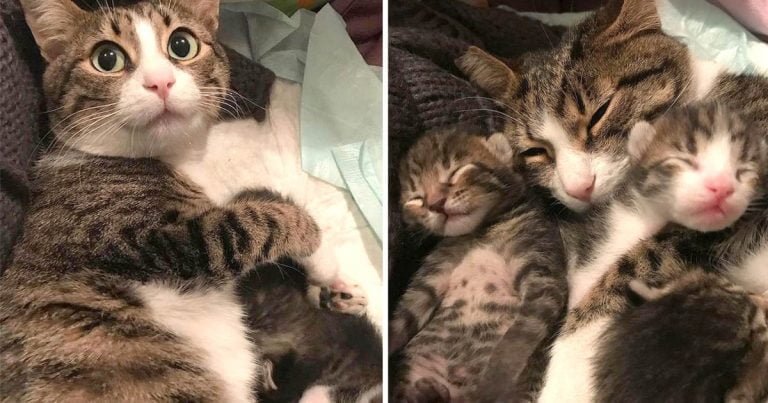 Gatita entra en la vida de una mujer con sus gatitos cuando más necesitaba ayuda