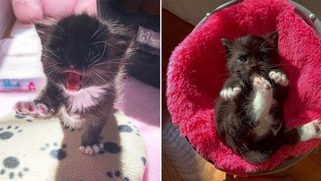 Gatita es encontrada en medio de aguacero