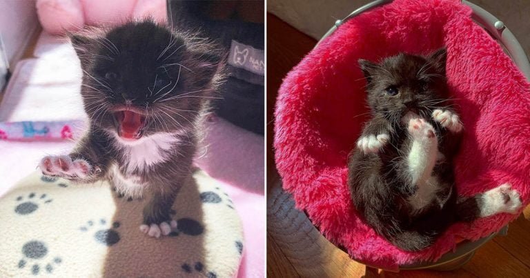 Gatita es encontrada en medio de aguacero