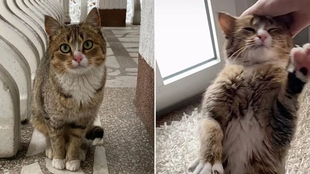 Gatita volvió con mujer que fue amable