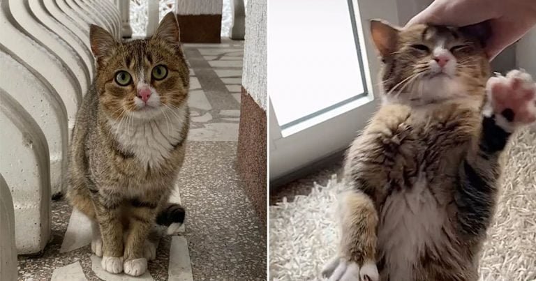 Gatita volvió con mujer que fue amable